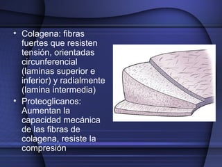 • Colagena: fibras 
fuertes que resisten 
tensión, orientadas 
circunferencial 
(laminas superior e 
inferior) y radialmente 
(lamina intermedia) 
• Proteoglicanos: 
Aumentan la 
capacidad mecánica 
de las fibras de 
colagena, resiste la 
compresión 
 