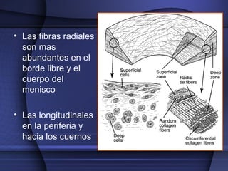 • Las fibras radiales 
son mas 
abundantes en el 
borde libre y el 
cuerpo del 
menisco 
• Las longitudinales 
en la periferia y 
hacia los cuernos 
 