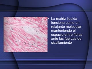 • La matriz liquida 
funciona como un 
relajante molecular 
manteniendo el 
espacio entre fibras 
ante las fuerzas de 
cizallamiento 
 