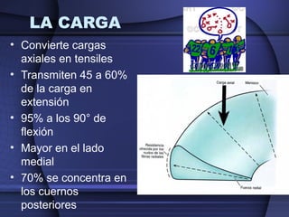 LA CARGA 
• Convierte cargas 
axiales en tensiles 
• Transmiten 45 a 60% 
de la carga en 
extensión 
• 95% a los 90° de 
flexión 
• Mayor en el lado 
medial 
• 70% se concentra en 
los cuernos 
posteriores 
 