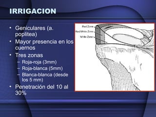 IRRIGACION 
• Geniculares (a. 
poplitea) 
• Mayor presencia en los 
cuernos 
• Tres zonas 
– Roja-roja (3mm) 
– Roja-blanca (5mm) 
– Blanca-blanca (desde 
los 5 mm) 
• Penetración del 10 al 
30% 
 