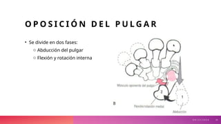 biomecanica de mano y muñeca medicina.pptx