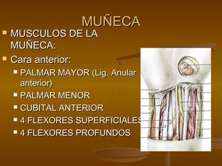 MMUUÑÑEECCAA 
 MMUUSSCCUULLOOSS DDEE LLAA 
MMUUÑÑEECCAA:: 
 CCaarraa aanntteerriioorr:: 
 PPAALLMMAARR MMAAYYOORR ((LLiigg.. AAnnuullaarr 
aanntteerriioorr)) 
 PPAALLMMAARR MMEENNOORR 
 CCUUBBIITTAALL AANNTTEERRIIOORR 
 44 FFLLEEXXOORREESS SSUUPPEERRFFIICCIIAALLEESS 
 44 FFLLEEXXOORREESS PPRROOFFUUNNDDOOSS 
 