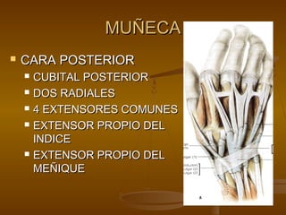 MMUUÑÑEECCAA 
 CCAARRAA PPOOSSTTEERRIIOORR 
 CCUUBBIITTAALL PPOOSSTTEERRIIOORR 
 DDOOSS RRAADDIIAALLEESS 
 44 EEXXTTEENNSSOORREESS CCOOMMUUNNEESS 
 EEXXTTEENNSSOORR PPRROOPPIIOO DDEELL 
IINNDDIICCEE 
 EEXXTTEENNSSOORR PPRROOPPIIOO DDEELL 
MMEEÑÑIIQQUUEE 
 