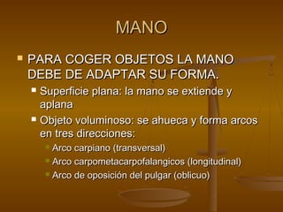 MMAANNOO 
 PPAARRAA CCOOGGEERR OOBBJJEETTOOSS LLAA MMAANNOO 
DDEEBBEE DDEE AADDAAPPTTAARR SSUU FFOORRMMAA.. 
 SSuuppeerrffiicciiee ppllaannaa:: llaa mmaannoo ssee eexxttiieennddee yy 
aappllaannaa 
 OObbjjeettoo vvoolluummiinnoossoo:: ssee aahhuueeccaa yy ffoorrmmaa aarrccooss 
eenn ttrreess ddiirreecccciioonneess:: 
 AArrccoo ccaarrppiiaannoo ((ttrraannssvveerrssaall)) 
 AArrccoo ccaarrppoommeettaaccaarrppooffaallaannggiiccooss ((lloonnggiittuuddiinnaall)) 
 AArrccoo ddee ooppoossiicciióónn ddeell ppuullggaarr ((oobblliiccuuoo)) 
 