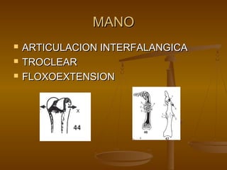 MMAANNOO 
 AARRTTIICCUULLAACCIIOONN IINNTTEERRFFAALLAANNGGIICCAA 
 TTRROOCCLLEEAARR 
 FFLLOOXXOOEEXXTTEENNSSIIOONN 
 