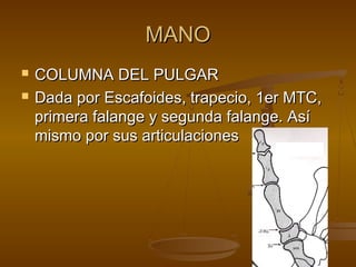 MMAANNOO 
 CCOOLLUUMMNNAA DDEELL PPUULLGGAARR 
 DDaaddaa ppoorr EEssccaaffooiiddeess,, ttrraappeecciioo,, 11eerr MMTTCC,, 
pprriimmeerraa ffaallaannggee yy sseegguunnddaa ffaallaannggee.. AAssíí 
mmiissmmoo ppoorr ssuuss aarrttiiccuullaacciioonneess 
 