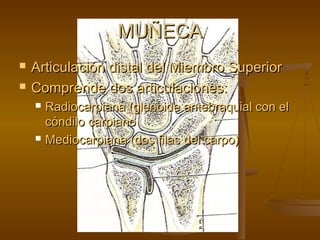 MMUUÑÑEECCAA 
 AArrttiiccuullaacciióónn ddiissttaall ddeell MMiieemmbbrroo SSuuppeerriioorr 
 CCoommpprreennddee ddooss aarrttiiccuullaacciioonneess:: 
 RRaaddiiooccaarrppiiaannaa ((gglleennooiiddee aanntteebbrraaqquuiiaall ccoonn eell 
ccóónnddiilloo ccaarrppiiaannoo 
 MMeeddiiooccaarrppiiaannaa ((ddooss ffiillaass ddeell ccaarrppoo)) 
 