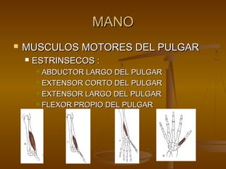 MMAANNOO 
 MMUUSSCCUULLOOSS MMOOTTOORREESS DDEELL PPUULLGGAARR 
 EESSTTRRIINNSSEECCOOSS :: 
 AABBDDUUCCTTOORR LLAARRGGOO DDEELL PPUULLGGAARR 
 EEXXTTEENNSSOORR CCOORRTTOO DDEELL PPUULLGGAARR 
 EEXXTTEENNSSOORR LLAARRGGOO DDEELL PPUULLGGAARR 
 FFLLEEXXOORR PPRROOPPIIOO DDEELL PPUULLGGAARR 
 