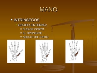 MMAANNOO 
 IINNTTRRIINNSSEECCOOSS 
 GGRRUUPPOO EEXXTTEERRNNOO:: 
 FFLLEEXXOORR CCOORRTTOO 
 EELL OOPPOONNEENNTTEE 
 AABBDDUUCCTTOORR CCOORRTTOO 
 