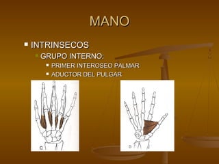 MMAANNOO 
 IINNTTRRIINNSSEECCOOSS 
 GGRRUUPPOO IINNTTEERRNNOO:: 
 PPRRIIMMEERR IINNTTEERROOSSEEOO PPAALLMMAARR 
 AADDUUCCTTOORR DDEELL PPUULLGGAARR 
 