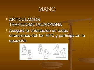 MMAANNOO 
 AARRTTIICCUULLAACCIIOONN 
TTRRAAPPEEZZOOMMEETTAACCAARRPPIIAANNAA 
 AAsseegguurraa llaa oorriieennttaacciióónn eenn ttooddaass 
ddiirreecccciioonneess ddeell 11eerr MMTTCC yy ppaarrttiicciippaa eenn llaa 
ooppoossiicciióónn 
 
