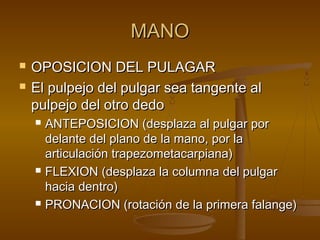 MMAANNOO 
 OOPPOOSSIICCIIOONN DDEELL PPUULLAAGGAARR 
 EEll ppuullppeejjoo ddeell ppuullggaarr sseeaa ttaannggeennttee aall 
ppuullppeejjoo ddeell oottrroo ddeeddoo 
 AANNTTEEPPOOSSIICCIIOONN ((ddeessppllaazzaa aall ppuullggaarr ppoorr 
ddeellaannttee ddeell ppllaannoo ddee llaa mmaannoo,, ppoorr llaa 
aarrttiiccuullaacciióónn ttrraappeezzoommeettaaccaarrppiiaannaa)) 
 FFLLEEXXIIOONN ((ddeessppllaazzaa llaa ccoolluummnnaa ddeell ppuullggaarr 
hhaacciiaa ddeennttrroo)) 
 PPRROONNAACCIIOONN ((rroottaacciióónn ddee llaa pprriimmeerraa ffaallaannggee)) 
 