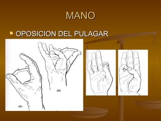 MMAANNOO 
 OOPPOOSSIICCIIOONN DDEELL PPUULLAAGGAARR 
 