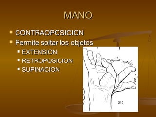 MMAANNOO 
 CCOONNTTRRAAOOPPOOSSIICCIIOONN 
 PPeerrmmiittee ssoollttaarr llooss oobbjjeettooss 
 EEXXTTEENNSSIIOONN 
 RREETTRROOPPOOSSIICCIIOONN 
 SSUUPPIINNAACCIIOONN 
 