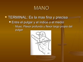 MMAANNOO 
 TTEERRMMIINNAALL:: EEss llaa mmaass ffiinnaa yy pprreecciissaa 
 EEnnttrree eell ppuullggaarr yy eell íínnddiiccee oo eell mmeeddiioo 
 MMuusscc.. FFlleexxoorr pprrooffuunnddoo yy fflleexxoorr llaarrggoo pprrooppiioo ddeell 
ppuullggaarr 
 