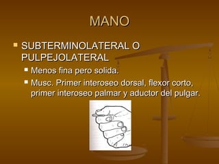MMAANNOO 
 SSUUBBTTEERRMMIINNOOLLAATTEERRAALL OO 
PPUULLPPEEJJOOLLAATTEERRAALL 
 MMeennooss ffiinnaa ppeerroo ssoolliiddaa.. 
 MMuusscc.. PPrriimmeerr iinntteerroosseeoo ddoorrssaall,, fflleexxoorr ccoorrttoo,, 
pprriimmeerr iinntteerroosseeoo ppaallmmaarr yy aadduuccttoorr ddeell ppuullggaarr.. 
 