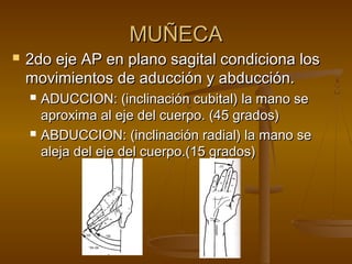 MMUUÑÑEECCAA 
 22ddoo eejjee AAPP eenn ppllaannoo ssaaggiittaall ccoonnddiicciioonnaa llooss 
mmoovviimmiieennttooss ddee aadduucccciióónn yy aabbdduucccciióónn.. 
 AADDUUCCCCIIOONN:: ((iinncclliinnaacciióónn ccuubbiittaall)) llaa mmaannoo ssee 
aapprrooxxiimmaa aall eejjee ddeell ccuueerrppoo.. ((4455 ggrraaddooss)) 
 AABBDDUUCCCCIIOONN:: ((iinncclliinnaacciióónn rraaddiiaall)) llaa mmaannoo ssee 
aalleejjaa ddeell eejjee ddeell ccuueerrppoo..((1155 ggrraaddooss)) 
 