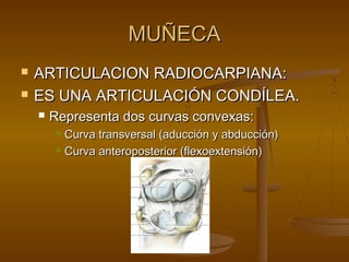 MMUUÑÑEECCAA 
 AARRTTIICCUULLAACCIIOONN RRAADDIIOOCCAARRPPIIAANNAA:: 
 EESS UUNNAA AARRTTIICCUULLAACCIIÓÓNN CCOONNDDÍÍLLEEAA.. 
 RReepprreesseennttaa ddooss ccuurrvvaass ccoonnvveexxaass:: 
 CCuurrvvaa ttrraannssvveerrssaall ((aadduucccciióónn yy aabbdduucccciióónn)) 
 CCuurrvvaa aanntteerrooppoosstteerriioorr ((fflleexxooeexxtteennssiióónn)) 
 