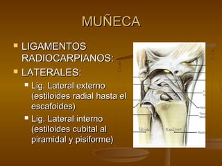 MMUUÑÑEECCAA 
 LLIIGGAAMMEENNTTOOSS 
RRAADDIIOOCCAARRPPIIAANNOOSS:: 
 LLAATTEERRAALLEESS:: 
 LLiigg.. LLaatteerraall eexxtteerrnnoo 
((eessttiillooiiddeess rraaddiiaall hhaassttaa eell 
eessccaaffooiiddeess)) 
 LLiigg.. LLaatteerraall iinntteerrnnoo 
((eessttiillooiiddeess ccuubbiittaall aall 
ppiirraammiiddaall yy ppiissiiffoorrmmee)) 
 