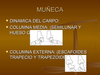 MMUUÑÑEECCAA 
 DDIINNAAMMIICCAA DDEELL CCAARRPPOO:: 
 CCOOLLUUMMNNAA MMEEDDIIAA:: ((SSEEMMIILLUUNNAARR YY 
HHUUEESSOO GGRRAANNDDEE)) 
 CCOOLLUUMMNNAA EEXXTTEERRNNAA:: ((EESSCCAAFFOOIIDDEESS 
TTRRAAPPEECCIIOO YY TTRRAAPPEEZZOOIIDDEE)) 
 