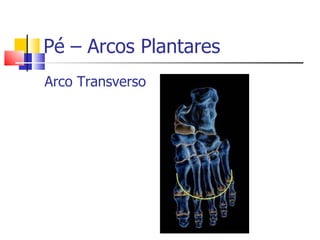 Pé – Arcos Plantares Arco Transverso 