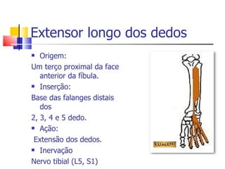 Extensor longo dos dedos  Origem: Um terço proximal da face anterior da fíbula. Inserção: Base das falanges distais dos  2, 3, 4 e 5 dedo. Ação: Extensão dos dedos. Inervação  Nervo tibial (L5, S1) 