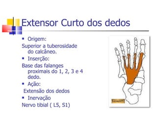 Extensor Curto dos dedos  Origem: Superior a tuberosidade do calcâneo. Inserção: Base das falanges proximais do 1, 2, 3 e 4 dedo. Ação: Extensão dos dedos  Inervação  Nervo tibial ( L5, S1) 