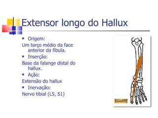 Extensor longo do Hallux  Origem: Um terço médio da face anterior da fíbula. Inserção: Base da falange distal do hallux. Ação: Extensão do hallux  Inervação: Nervo tibial (L5, S1) 