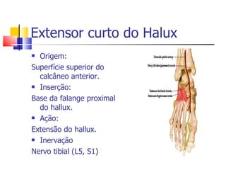 Extensor curto do Halux Origem: Superfície superior do calcâneo anterior. Inserção: Base da falange proximal do hallux. Ação: Extensão do hallux. Inervação  Nervo tibial (L5, S1)  