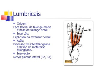 Lumbricais Origem: Face lateral da falange media e base da falange distal. Inserção: Expansão do extensor dorsal. Ação: Extensão da interfalangeana e flexão da metatarso falangeana. Inervação  Nervo plantar lateral (S2, S3)  