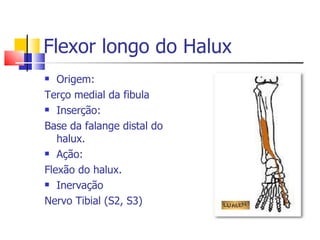 Flexor longo do Halux Origem: Terço medial da fibula Inserção: Base da falange distal do halux. Ação: Flexão do halux. Inervação  Nervo Tibial (S2, S3)  