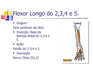 Flexor Longo do 2,3,4 e 5. Origem: Face posterior da tibia. Inserção: Base da falange distal do 2,3,4 e 5. Ação: Flexão do 2,3,4 e 5.  Inervação  Nervo Tibial (S1,2)  