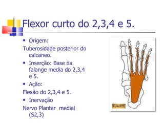 Flexor curto do 2,3,4 e 5. Origem: Tuberosidade posterior do calcaneo. Inserção: Base da falange media do 2,3,4 e 5. Ação: Flexão do 2,3,4 e 5.  Inervação  Nervo Plantar  medial (S2,3)  