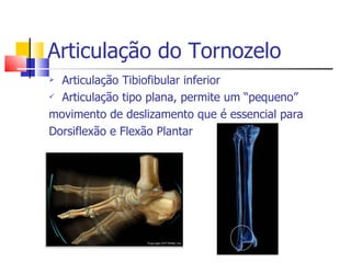 Articulação do Tornozelo Articulação Tibiofibular inferior Articulação tipo plana, permite um “pequeno” movimento de deslizamento que é essencial para Dorsiflexão e Flexão Plantar 