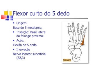 Flexor curto do 5 dedo Origem: Base do 5 metatarso; Inserção: Base lateral da falange proximal. Ação: Flexão do 5 dedo.  Inervação  Nervo Plantar superficial (S2,3)  
