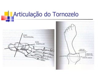 Articulação do Tornozelo 