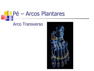 Pé – Arcos Plantares <ul><li>Arco Transverso </li></ul>