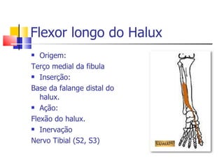 Flexor longo do Halux <ul><li>Origem: </li></ul><ul><li>Terço medial da fibula </li></ul><ul><li>Inserção: </li></ul><ul><...