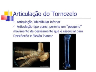 Articulação do Tornozelo <ul><li>Articulação Tibiofibular inferior </li></ul><ul><li>Articulação tipo plana, permite um “p...