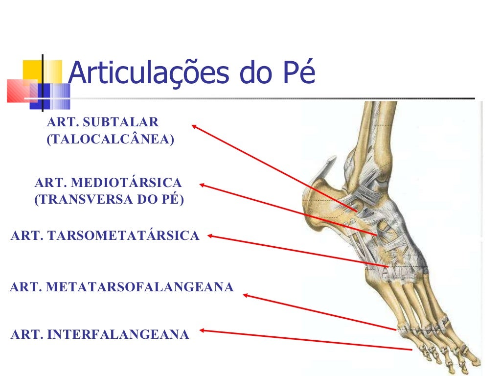 Qual Dessas Articulacoes Nao Corresponde Ao Tipo Correto De Articulacao