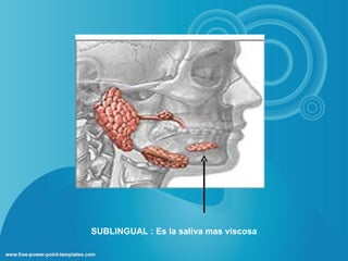 SUBLINGUAL : Es la saliva mas viscosa
 