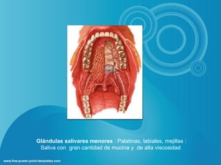 Glándulas salivares menores : Palatinas, labiales, mejillas :
 Saliva con gran cantidad de mucina y de alta viscosidad
 