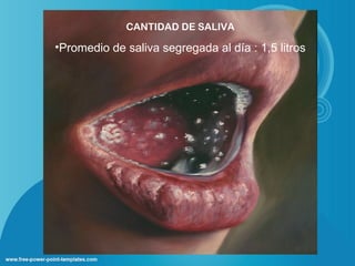 CANTIDAD DE SALIVA

•Promedio de saliva segregada al día : 1,5 litros
 