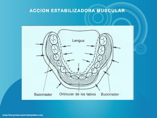 ACCION ESTABILIZADORA MUSCULAR
 
