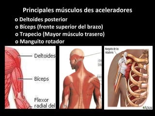 Principales músculos des aceleradores o Deltoides posterior  o Bíceps (frente superior del brazo) o Trapecio (Mayor músculo trasero) o Manguito rotador 