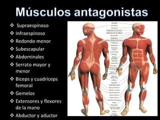   Supraespinoso  Infraespinoso  Redondo menor Subescapular Abdominales Serrato mayor y menor Biceps y cuadríceps femoral Gemelos Extensores y flexores  de la mano  Abductor y aductor  