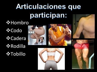 Hombro Codo Cadera Rodilla Tobillo 