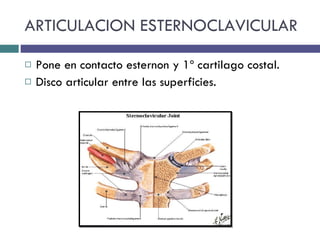 ARTICULACION ESTERNOCLAVICULAR <ul><li>Pone en contacto esternon y 1º cartilago costal. </li></ul><ul><li>Disco articular ...