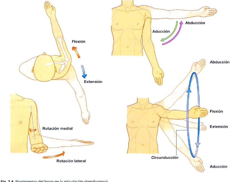 Biomecanica del hombro